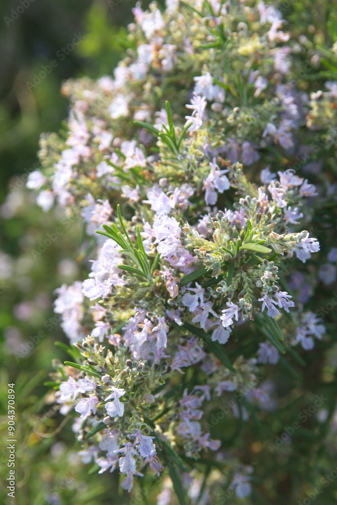 Blossom of Rosemary, Rosmarinus officinalis, ornamental and medicinal plant Blossom of Rosemary, Rosmarinus officinalis, ornamental and medicinal plant
