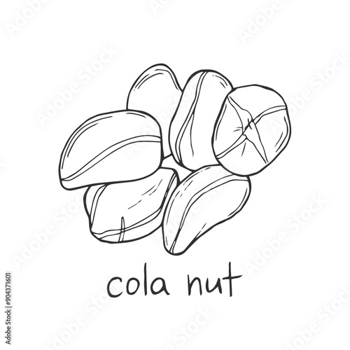 Dried kola nuts without shell. Vector engraving black vintage illustration. Isolated