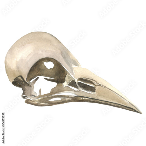 Crow skull watercolor illustration hand drawn. Isolated on a transparent background. Mysticism and Halloween