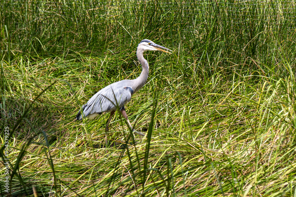 great blue heron ardea cinerea, walking through high grass