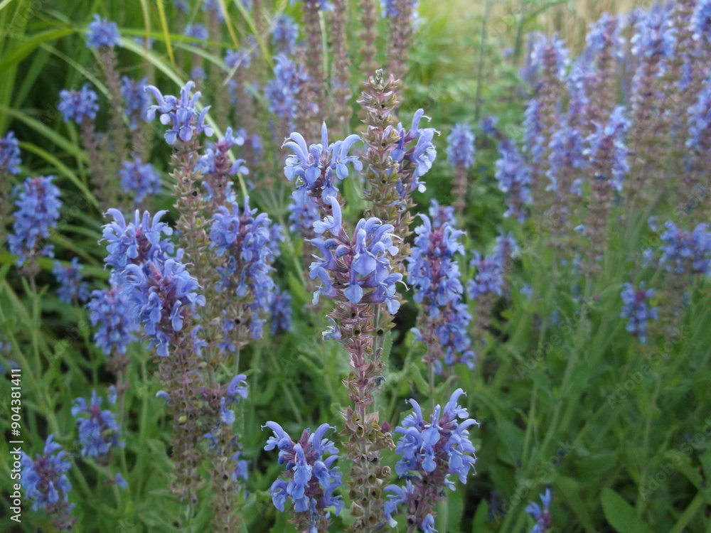 Obraz premium Salvia nemorosa in the flower bed