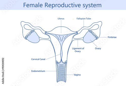 Female reproductive system with hand drawn line image diagram