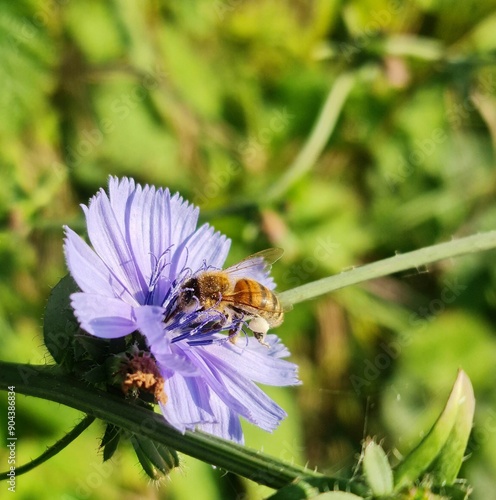 bee on a flower