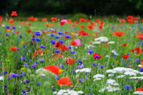Blumenwiese natürlich, Hintergrund