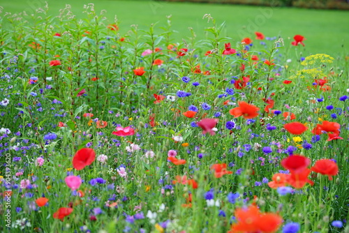 Blumenwiese natürlich