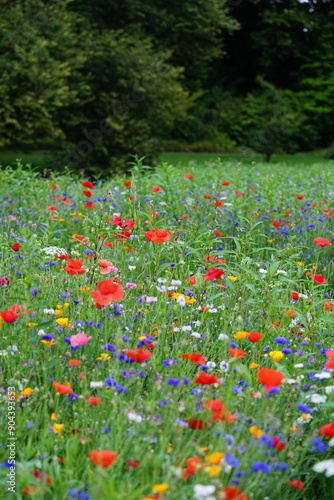 Blumenwiese natürlich