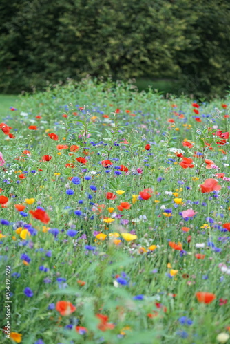 Blumenwiese natürlich