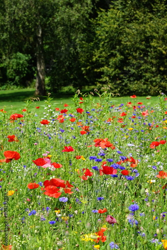 Blumenwiese, Frühling