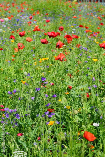 Blumenwiese natürlich