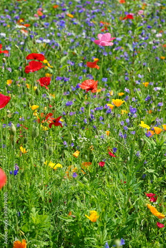 Blumenwiese natürlich