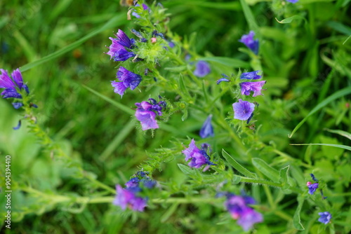 Blumenwiese, Frühling