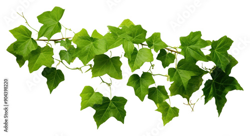 PNG Green leaves plant vine ivy. photo