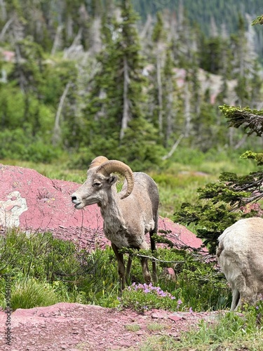 Big Horn Sheep