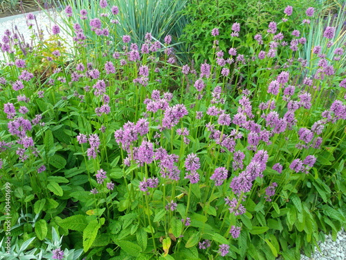 Stachys in the flower bed