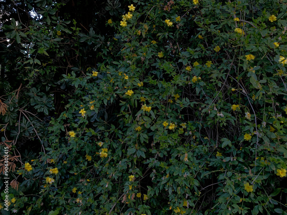 green leaves background with pretty yellow flowers green leaves background with pretty yellow flowers
