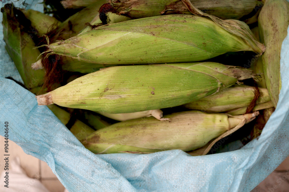 Fresh ears of ripe corn on the cob after harvest, sweet raw corn covered by green husks. Harvesting agricultural crops for sale at the market. Fresh ears of ripe corn on the cob after harvest, sweet raw corn covered by green husks. Harvesting agricultural crops for sale at the market.