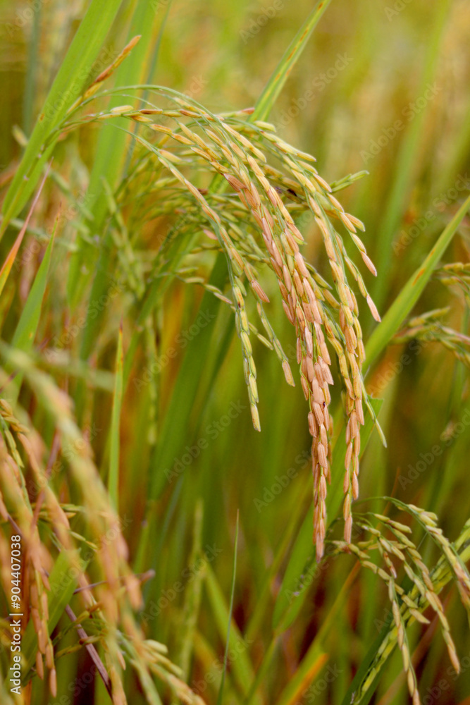 Beautiful golden rice field, yellow ripe rice ears ready for harvest, rice seeds in ear of paddy on countryside farm. Beautiful golden rice field, yellow ripe rice ears ready for harvest, rice seeds in ear of paddy on countryside farm.