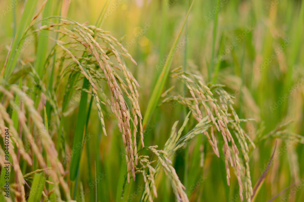 Beautiful golden rice field, yellow ripe rice ears ready for harvest, rice seeds in ear of paddy on countryside farm. Beautiful golden rice field, yellow ripe rice ears ready for harvest, rice seeds in ear of paddy on countryside farm.