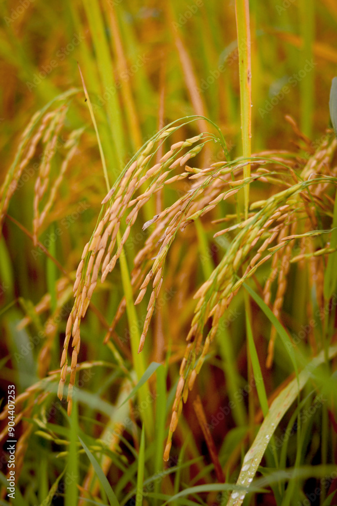 Beautiful golden rice field, yellow ripe rice ears ready for harvest, rice seeds in ear of paddy on countryside farm. Beautiful golden rice field, yellow ripe rice ears ready for harvest, rice seeds in ear of paddy on countryside farm.