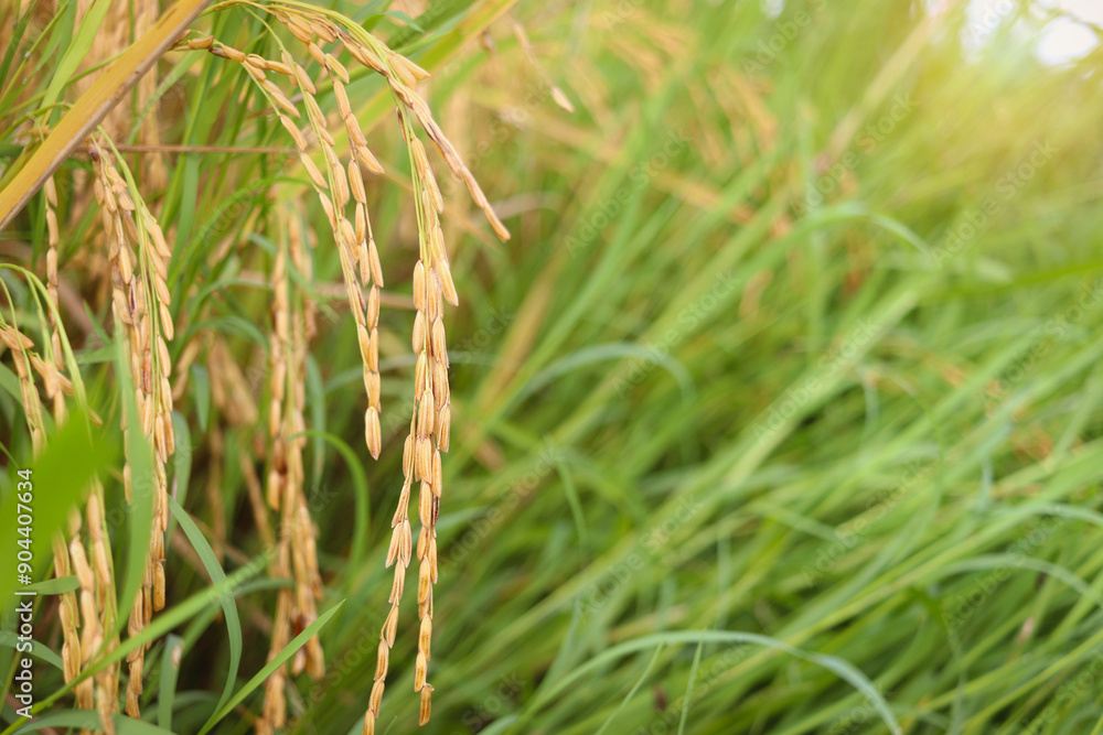 Beautiful golden rice field, yellow ripe rice ears ready for harvest, rice seeds in ear of paddy on countryside farm. Beautiful golden rice field, yellow ripe rice ears ready for harvest, rice seeds in ear of paddy on countryside farm.