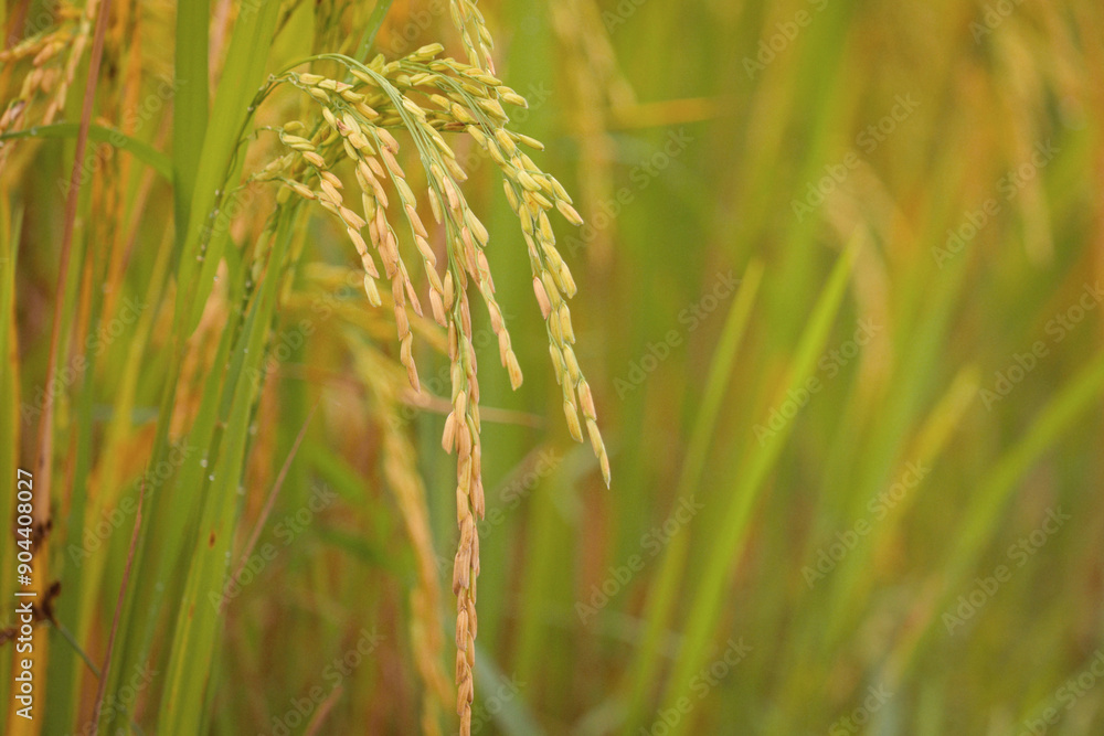 Beautiful golden rice field, yellow ripe rice ears ready for harvest, rice seeds in ear of paddy on countryside farm. Beautiful golden rice field, yellow ripe rice ears ready for harvest, rice seeds in ear of paddy on countryside farm.
