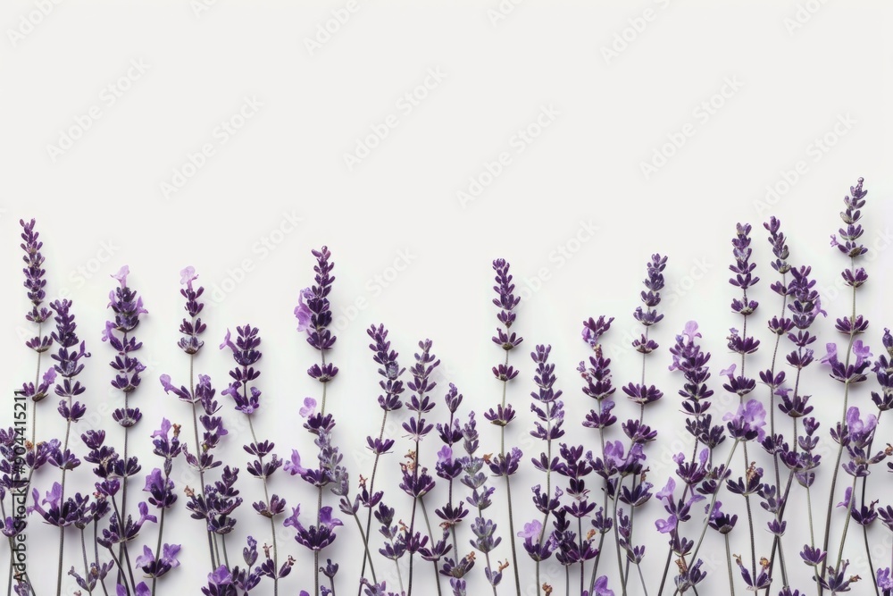 Naklejka premium Lavender flowers arranged vertically on a white background with copy space. Flat lay composition for design and print. Ayurveda. ayurvedic herbs. Generative AI