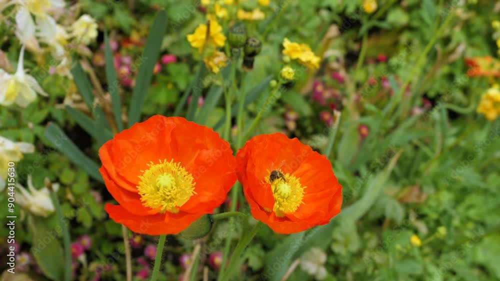 Vibrant Orange Flowers With Bees Pollinating in a Colorful Garden Setting Vibrant Orange Flowers With Bees Pollinating in a Colorful Garden Setting