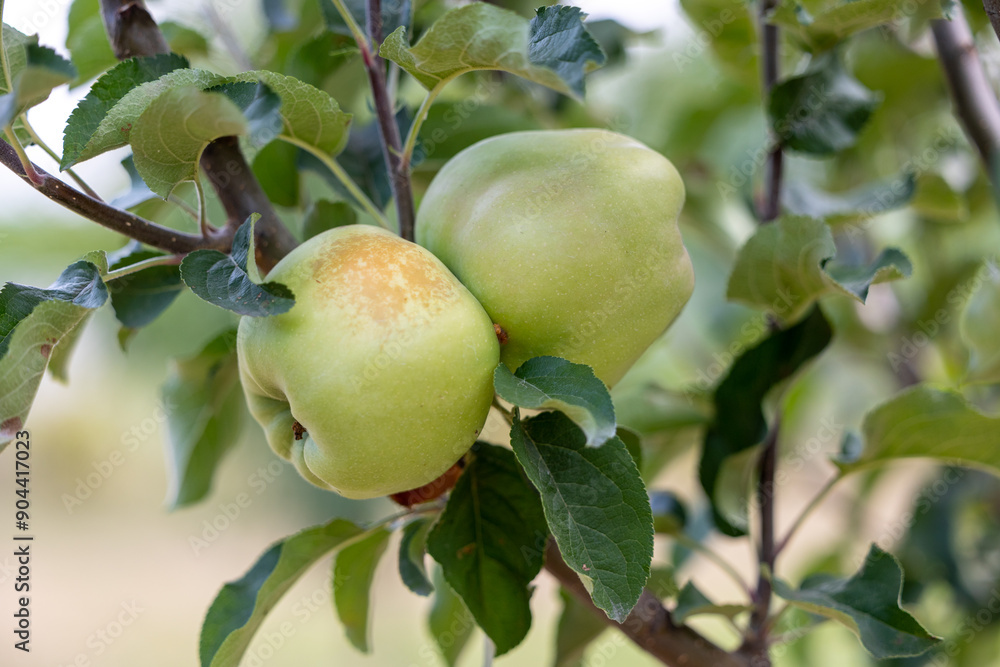 Two large green apples ripening on an apple tree branch Two large green apples ripening on an apple tree branch