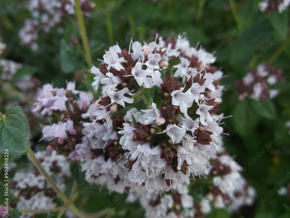 Origanum vulgare in the flower bed Origanum vulgare in the flower bed