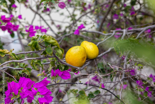 Deux magnifiques Mangues julie de la Martinique. Il existe près de 1 000 variétés de mangues. Ce fruitier originaire d'Inde fût d’abord implanté à la Barbade d’où il a gagné toutes les Antilles. photo