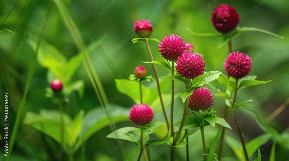 A clearer image of pink flowers in a green field with a focused background can be achieved by adjusting the camera settings or using photo editing tools A clearer image of pink flowers in a green field with a focused background can be achieved by adjusting the camera settings or using photo editing tools