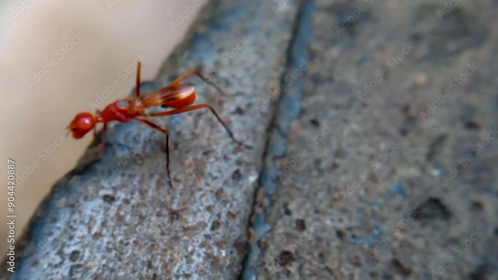 A bright red ant walking on long legs as it explores the uneven texture of a rock. A bright red ant walking on long legs as it explores the uneven texture of a rock.