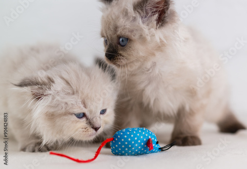 Two blue-eyed, lop-eared point color kittens play with blue cloth mouse toy