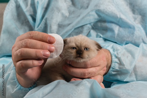 A veterinarian in a bathrobe cleans the eyes of sad little point-color fold-eared kitten with a cotton pad