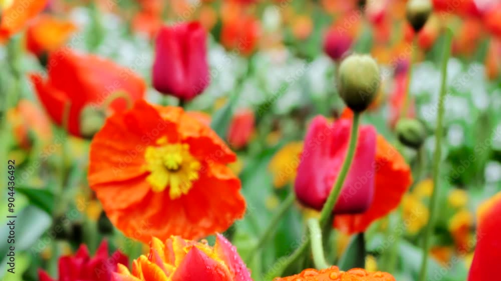 Vibrant Spring Blooms at the Tulip Festival in Holland During Late April Vibrant Spring Blooms at the Tulip Festival in Holland During Late April