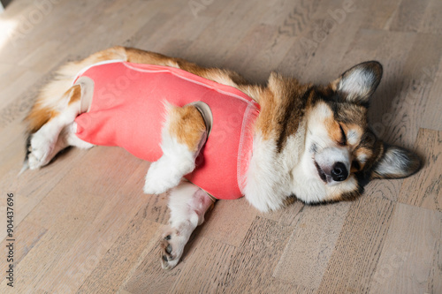 Billede på lærred Welsh corgi pembroke dog wearing a protective cloth after sterilization surgery,