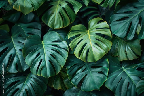 Close up of large leaves, dark green foliage, tropical plants, lush background.