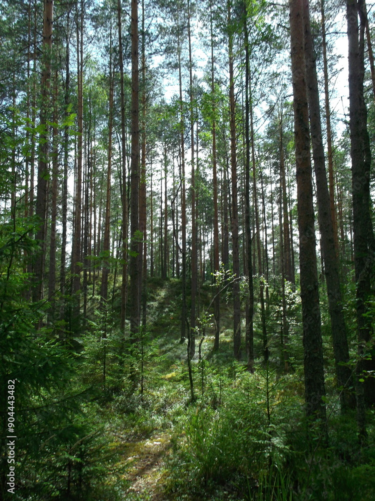 Obraz premium Cosy forest in summer on a sunny day. vertical photo
