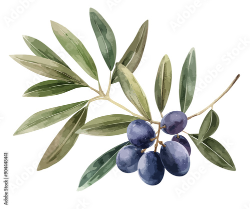 Watercolor branches of purple and black olives with green leaves, illustration of olives isolated on a white background, vector fruits, olive branches watercolor style with transparent background