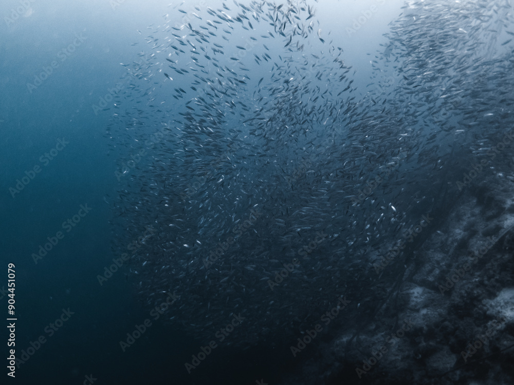 Fish Swarm Fish Swarm