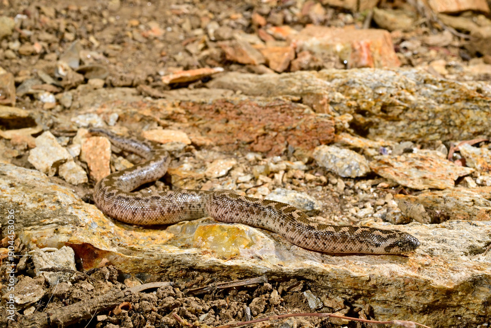 Westliche Sandboa // Javelin sand boa (Eryx jaculus) - Insel Ios, Griechenland Westliche Sandboa // Javelin sand boa (Eryx jaculus) - Insel Ios, Griechenland
