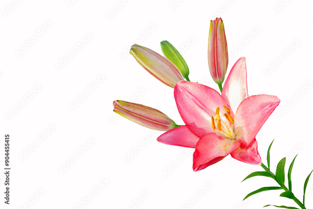 Fototapeta premium Bright lily flowers isolated on white background.