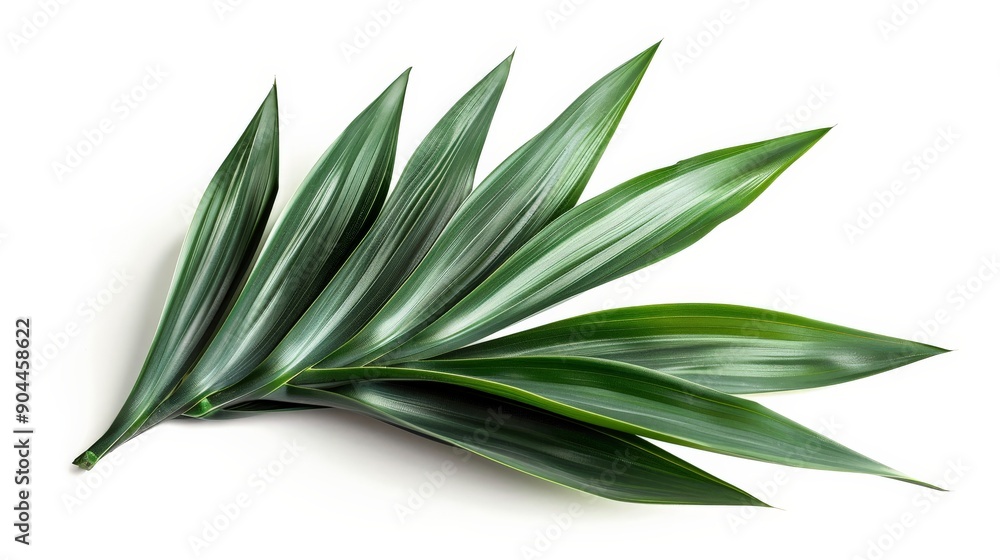 A closeup image showcasing an arrangement of green leaves with a glossy and vibrant texture, highlighting the natural beauty and intricate details of foliage. A closeup image showcasing an arrangement of green leaves with a glossy and vibrant texture, highlighting the natural beauty and intricate details of foliage.