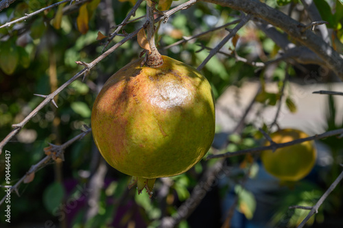 pomegranate on tree by a sunny day, ripening photo