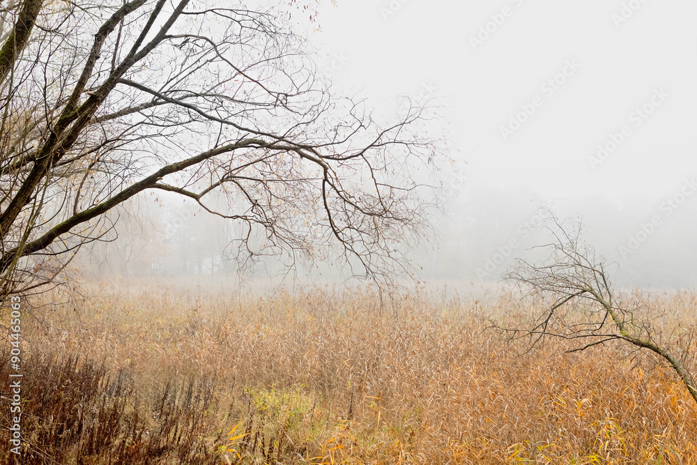Bare autumn trees and grass field shrouded in an ethereal morning fog. Bare autumn trees and grass field shrouded in an ethereal morning fog.