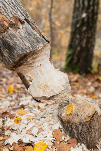 Beaver Creating Art Tree Trunk Cut Down In Forest Habitat By Busy Beaver photo