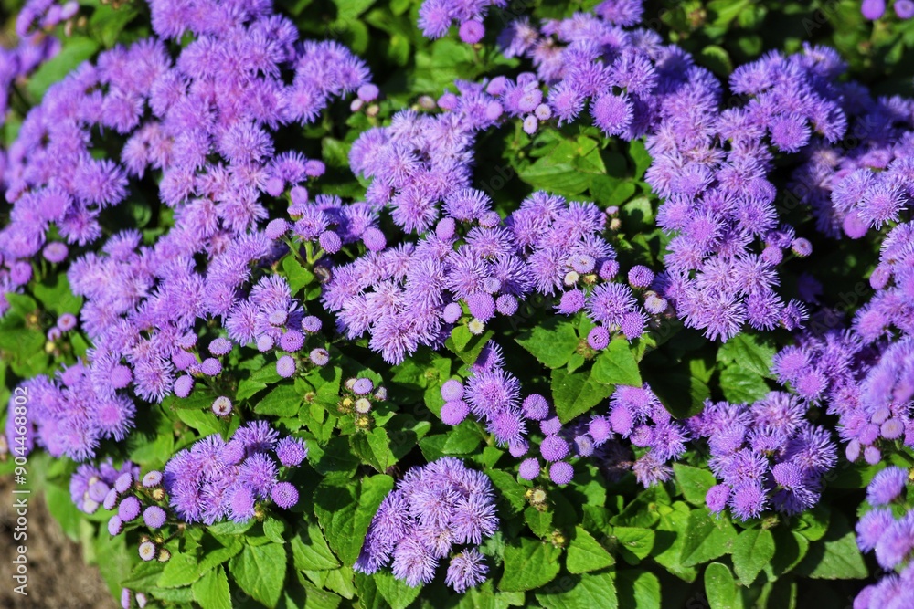 Ageratum houstanianum. Purple flowers of flossflower, bluemink, blueweed.