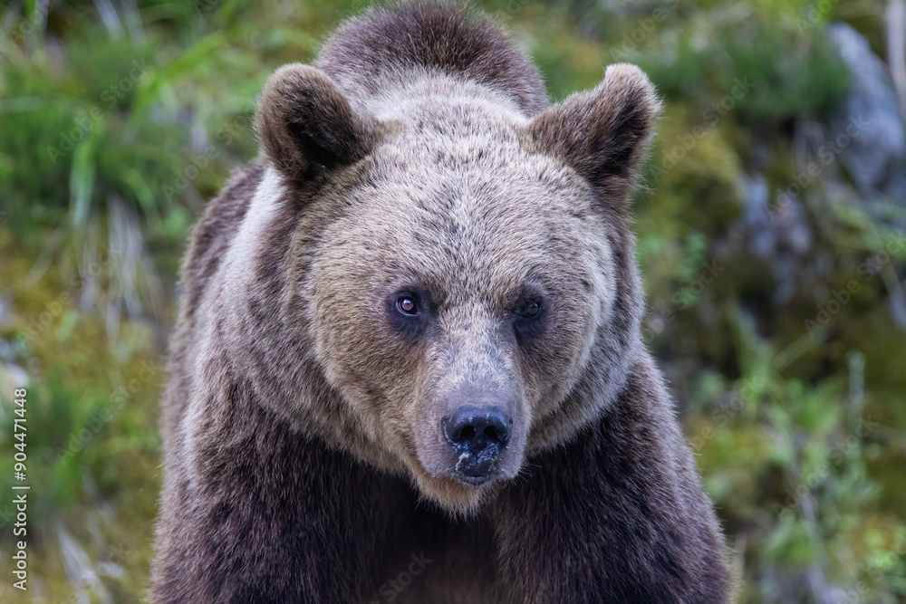 Brown bear portrait Brown bear portrait