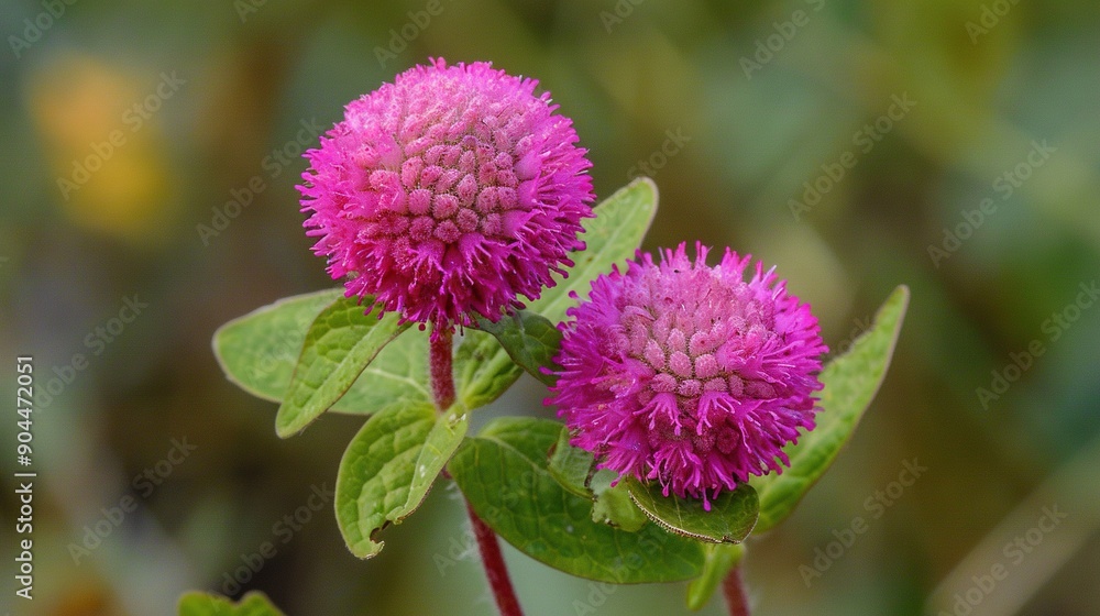 A pair of pink flowers rest atop a green foliage-covered tree limb against a hazy backdrop A pair of pink flowers rest atop a green foliage-covered tree limb against a hazy backdrop