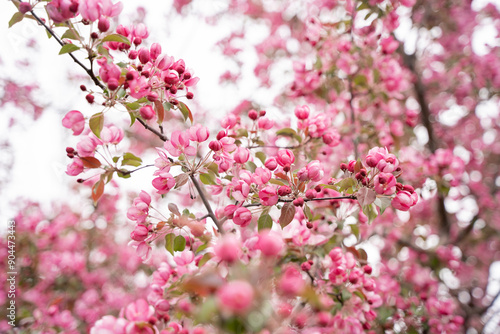 Pink cherry blossoms. Natural beautiful pleasant background.